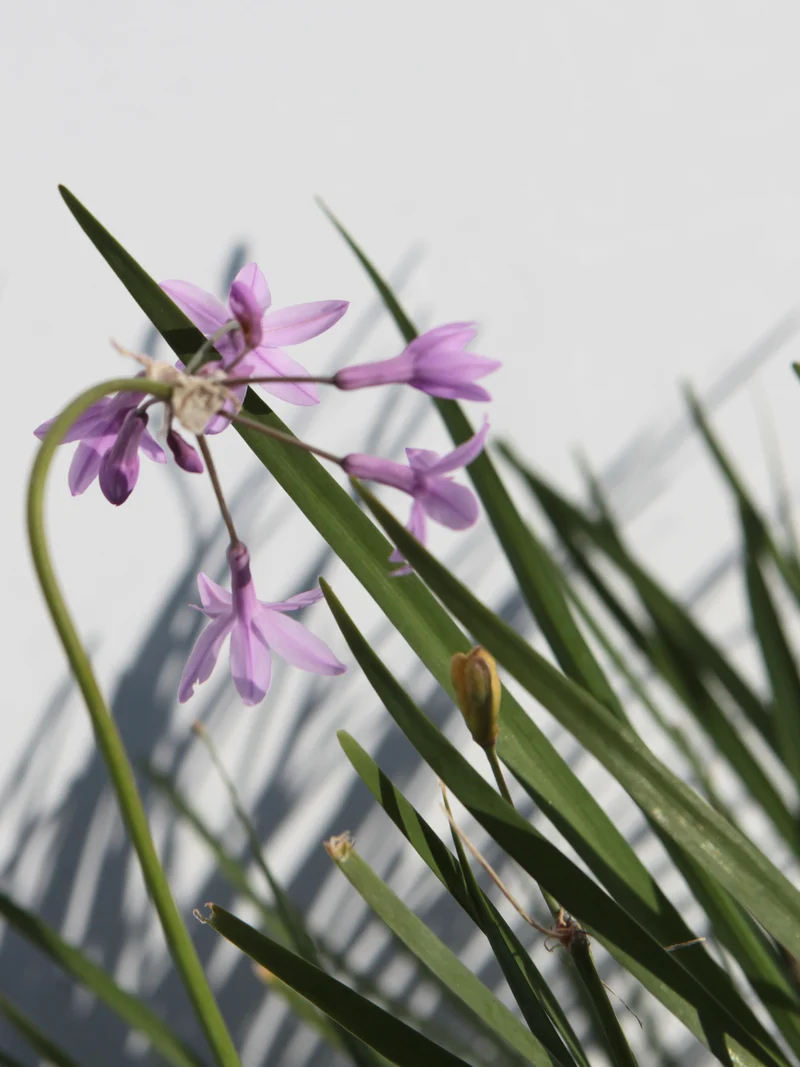 Tulbaghia violacea - Flatpot