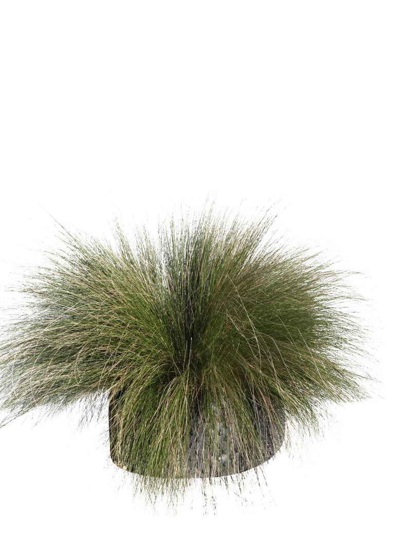 Stipa tenuissima - Flatpot