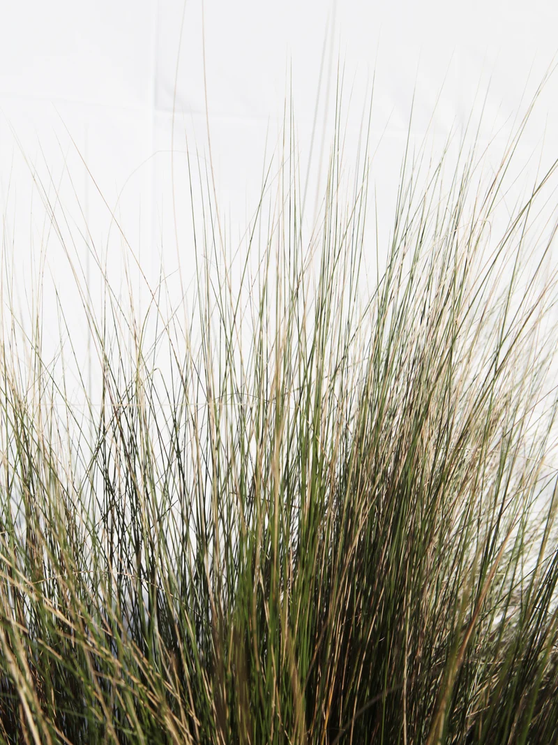 Stipa tenuissima - Flatpot