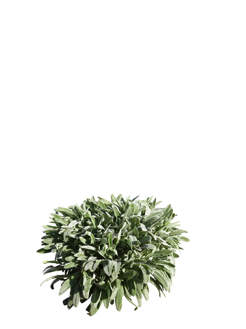 Stachys byzantina - Flatpot