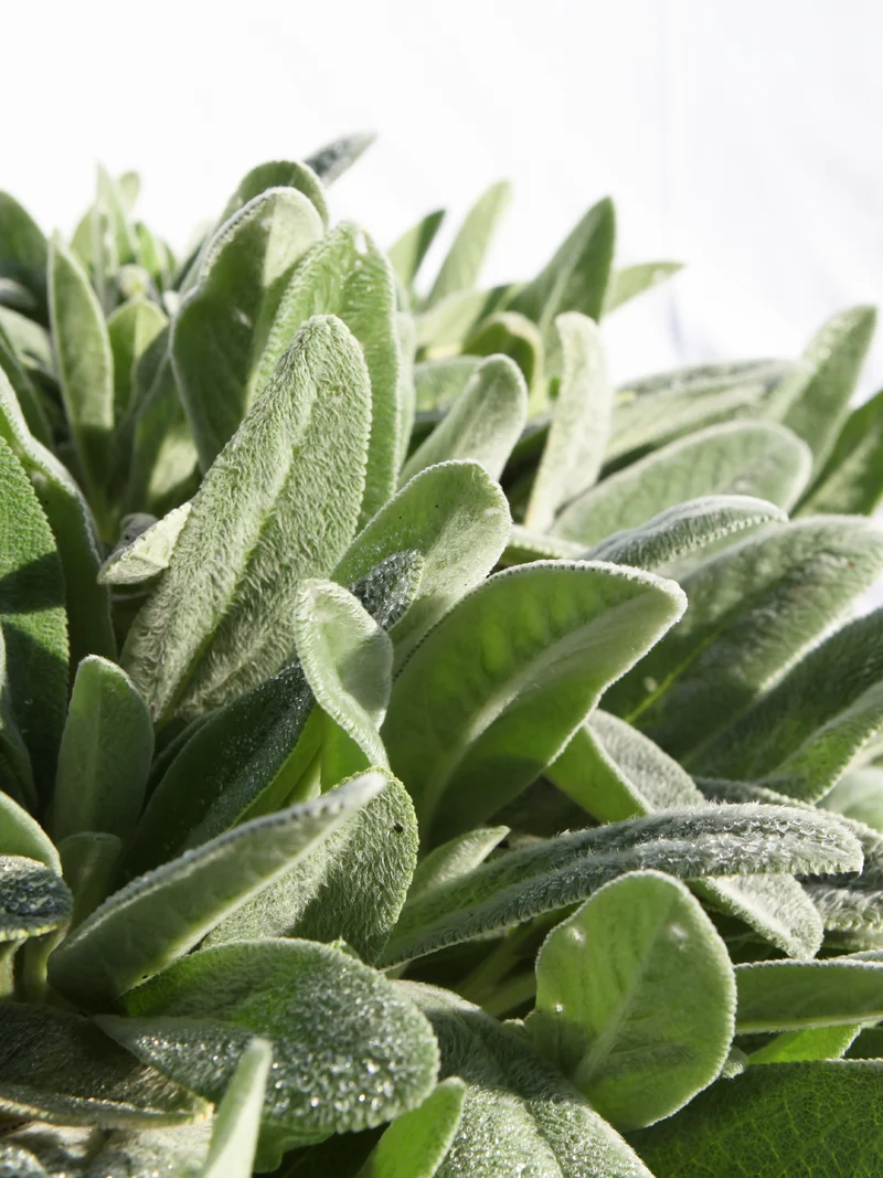 Stachys byzantina - Flatpot