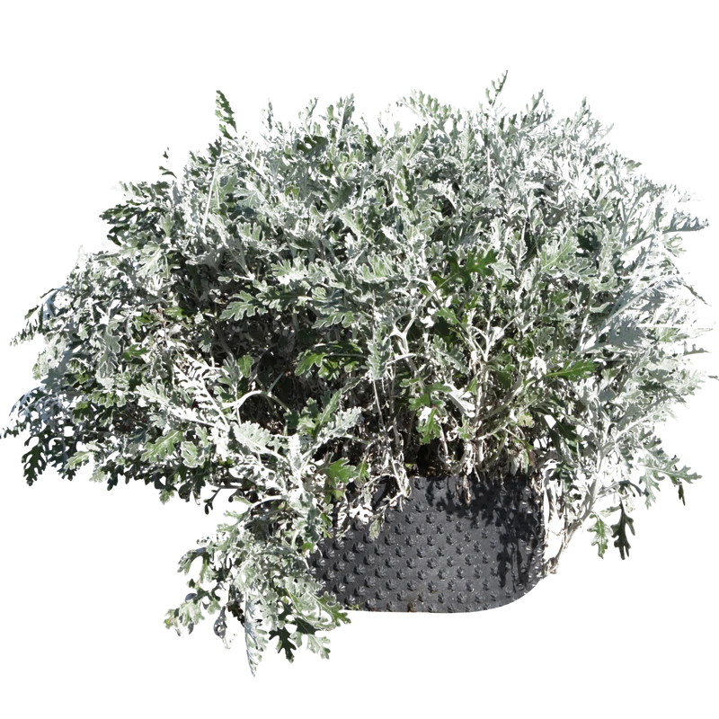 Senecio cineraria - Flatpot