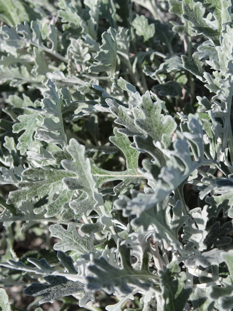 Senecio cineraria - Flatpot