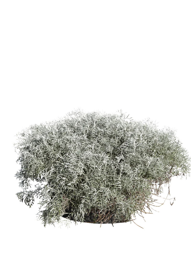Senecio cineraria 'Silver Dust' - Flatpot