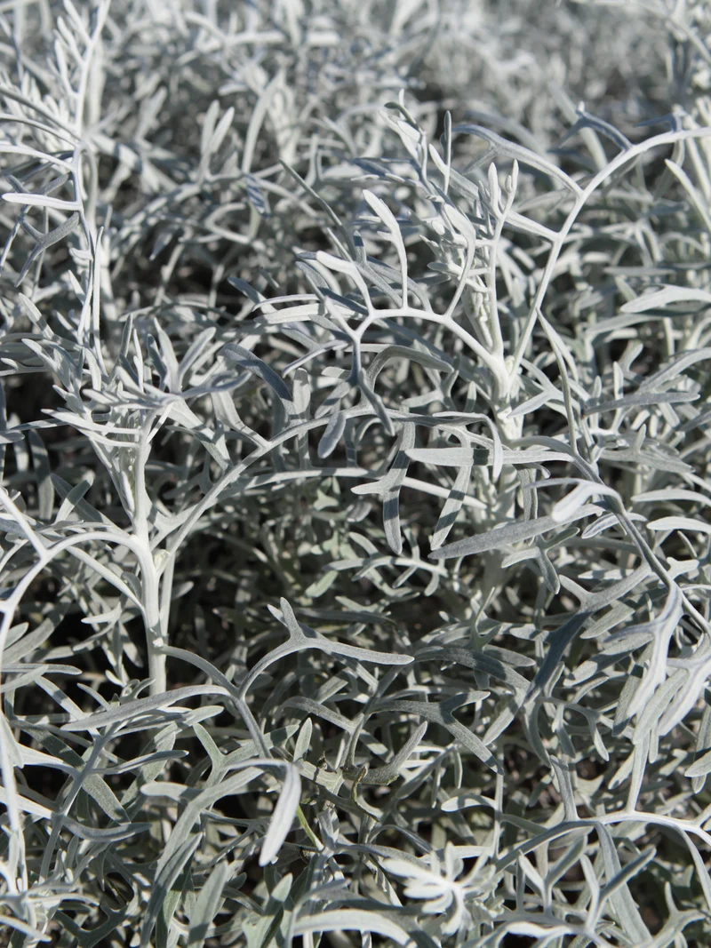 Senecio cineraria 'Silver Dust' - Flatpot