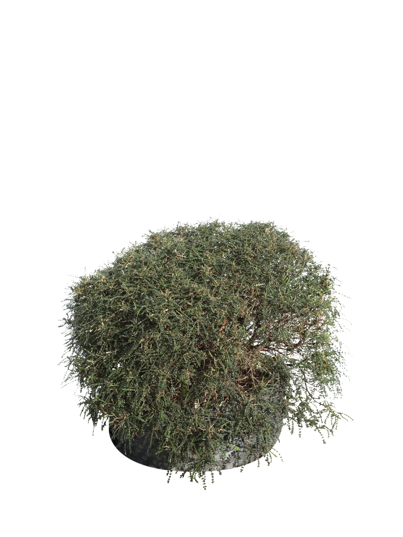 Sarcopoterium spinosum - Flatpot