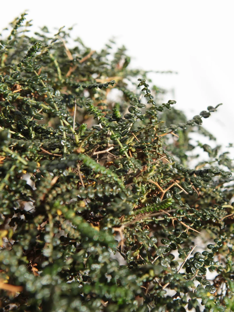 Sarcopoterium spinosum - Flatpot