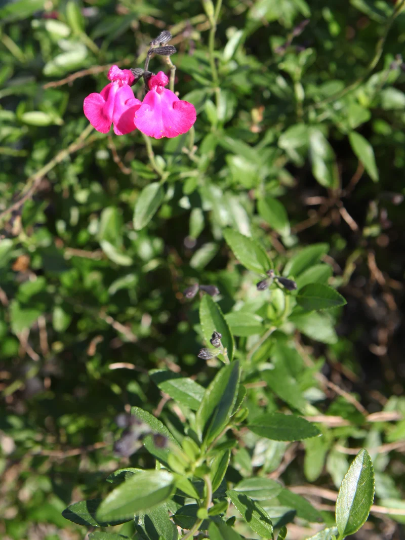 Salvia jamensis - Flatpot