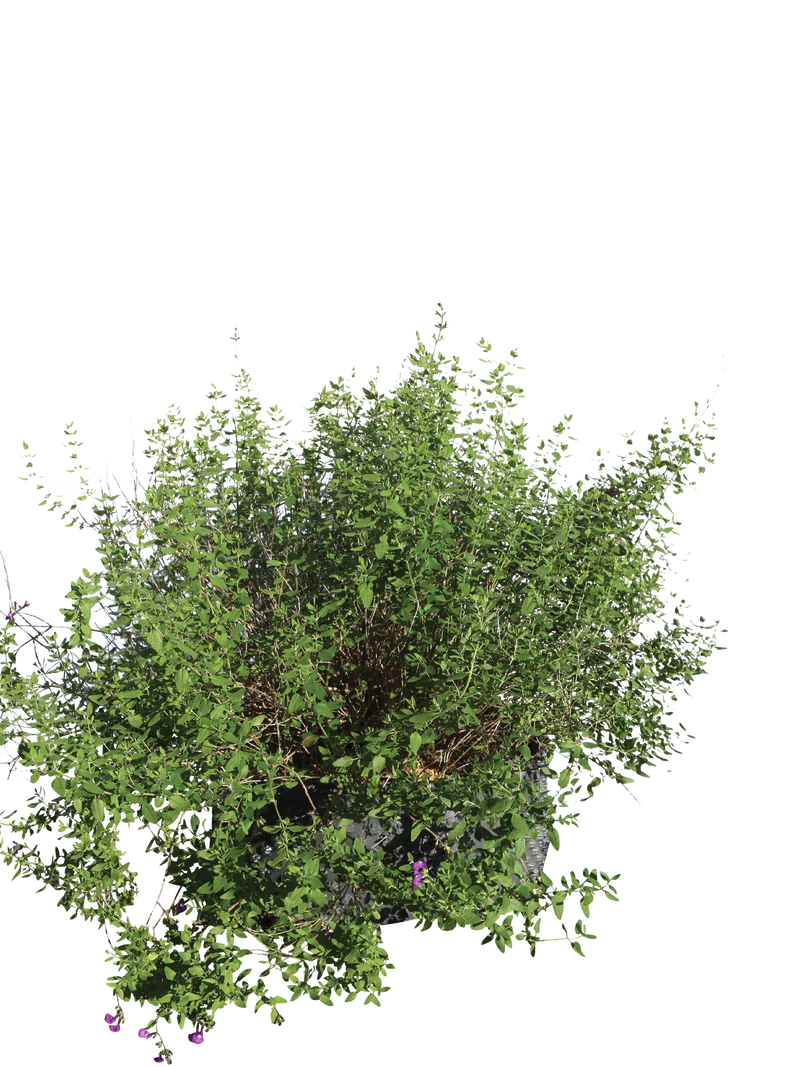 Salvia ‘Christine Yeo’ - Flatpot