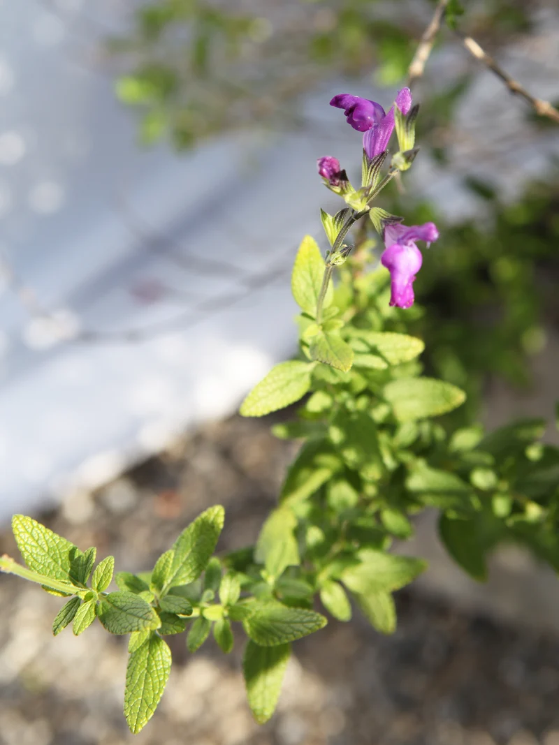 Salvia ‘Christine Yeo’ - Flatpot