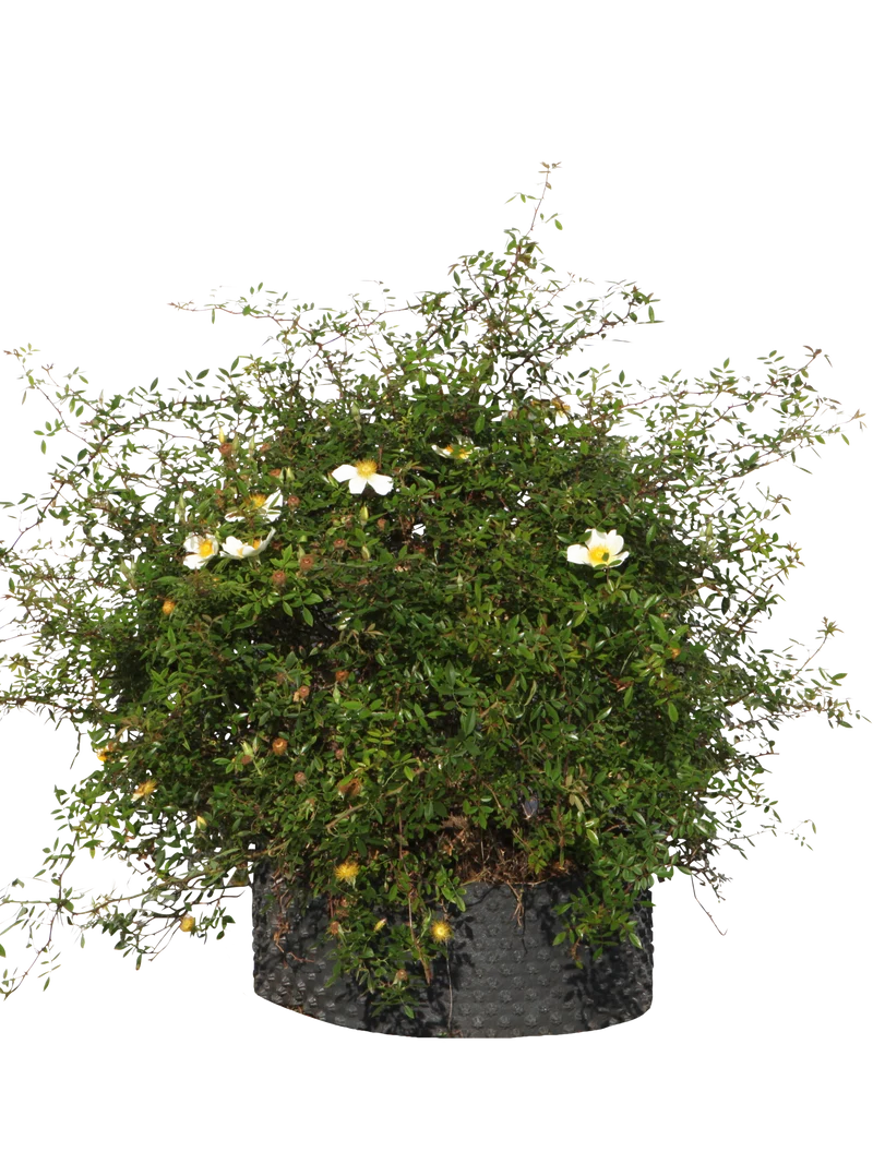 Rosa bracteata - Flatpot