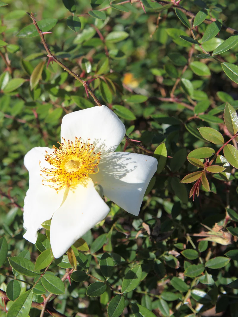 Rosa bracteata - Flatpot