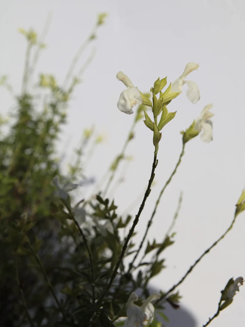 Salvia greggii 'Alba' - Flatpot