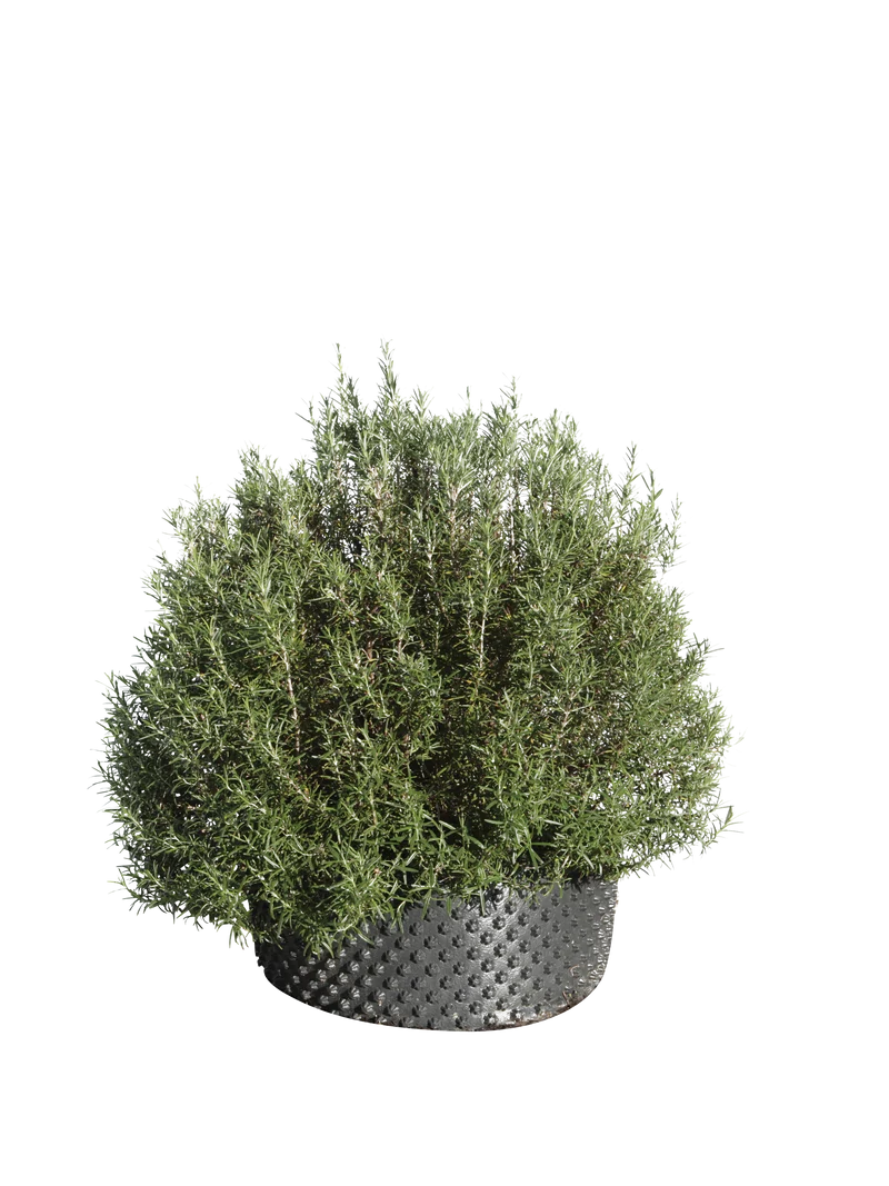 Rosmarinus officinalis 'Pyramidalis' - Flatpot