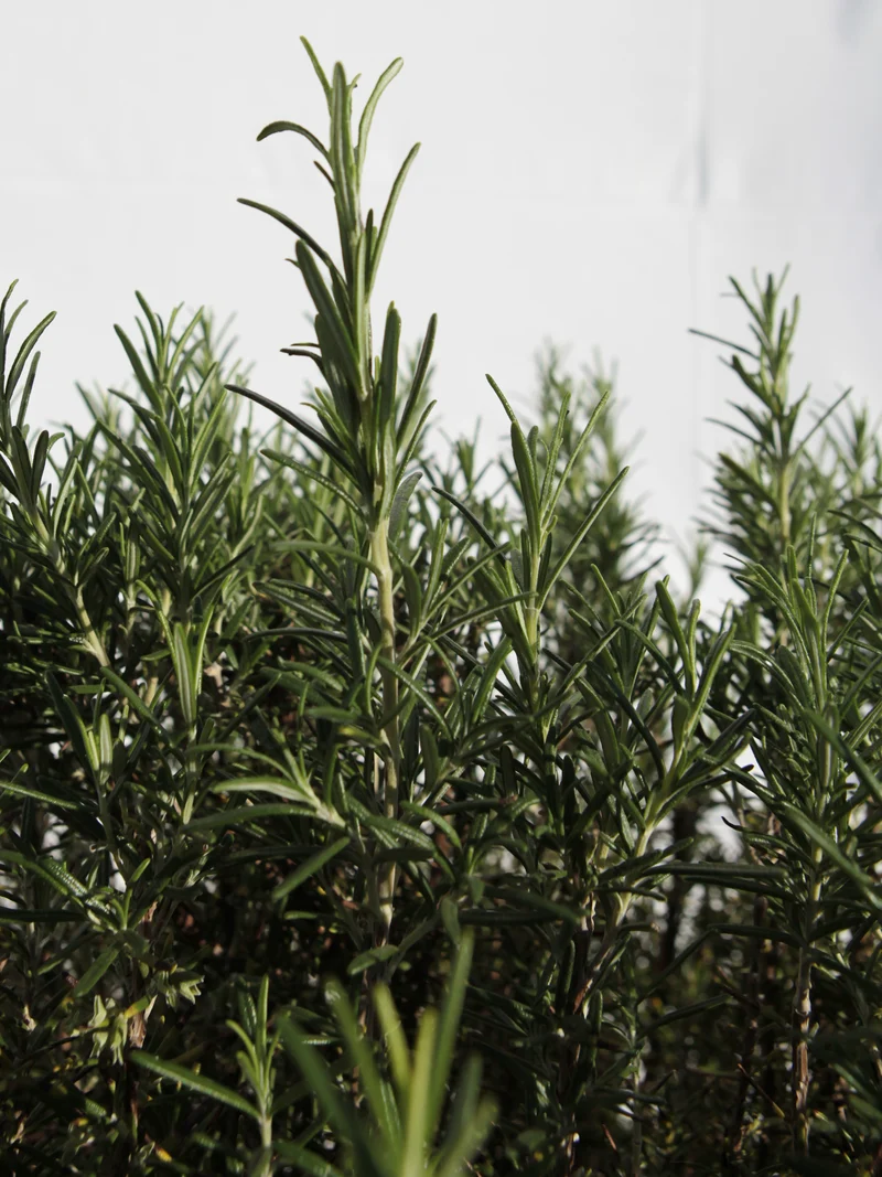 Rosmarinus officinalis 'Pyramidalis' - Flatpot