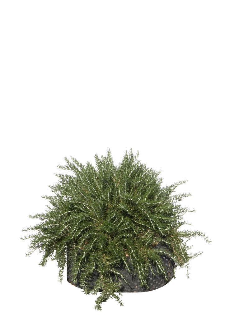 Rosmarinus officinalis 'Boule' - Flatpot