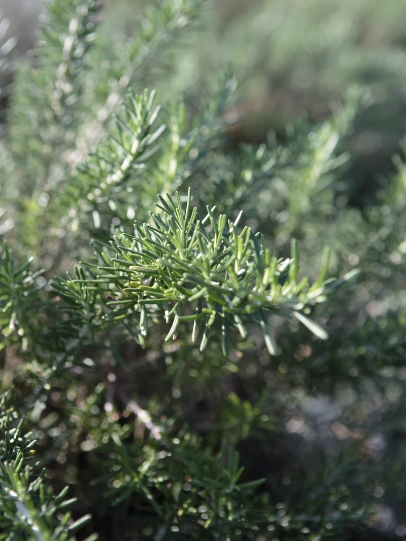 Rosmarinus officinalis 'Boule' - Flatpot