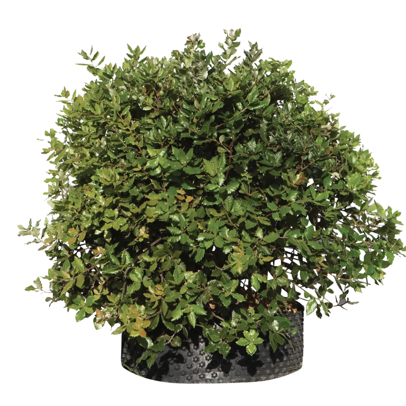 Quercus ilex - Flatpot