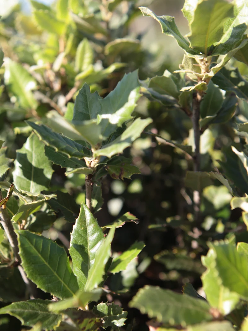 Quercus ilex - Flatpot