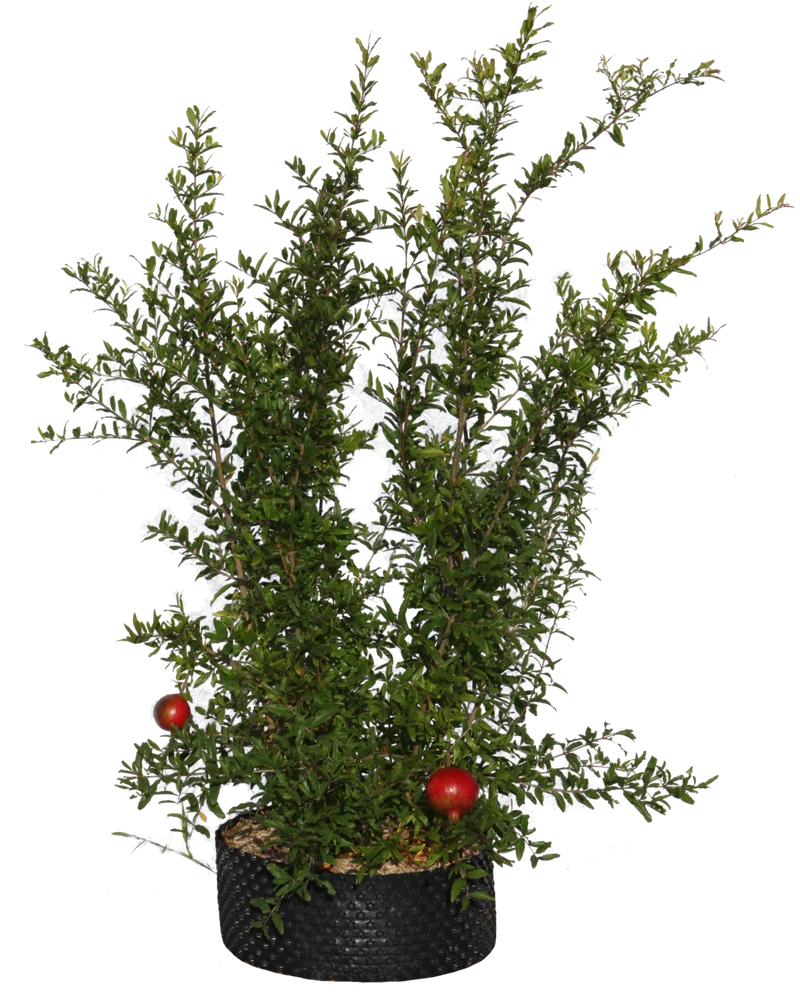 Punica granatum 'Dente di Cavallo' - Flatpot