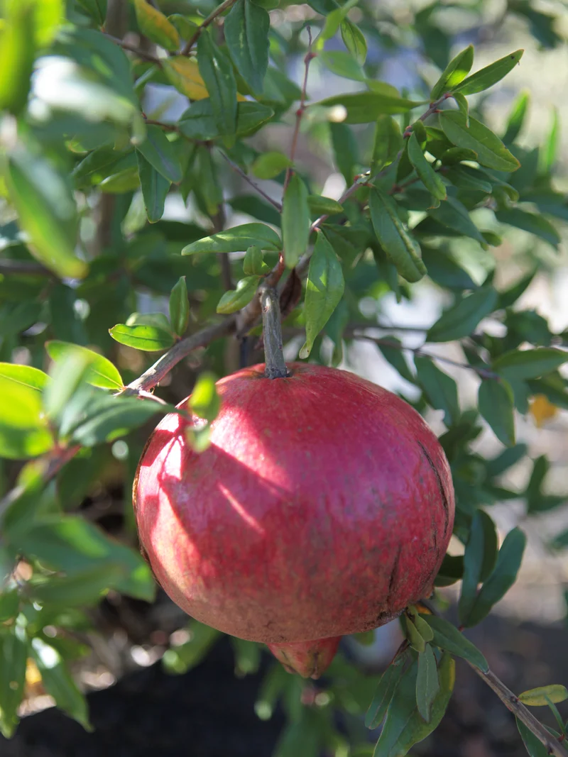 Punica granatum 'Dente di Cavallo' - Flatpot