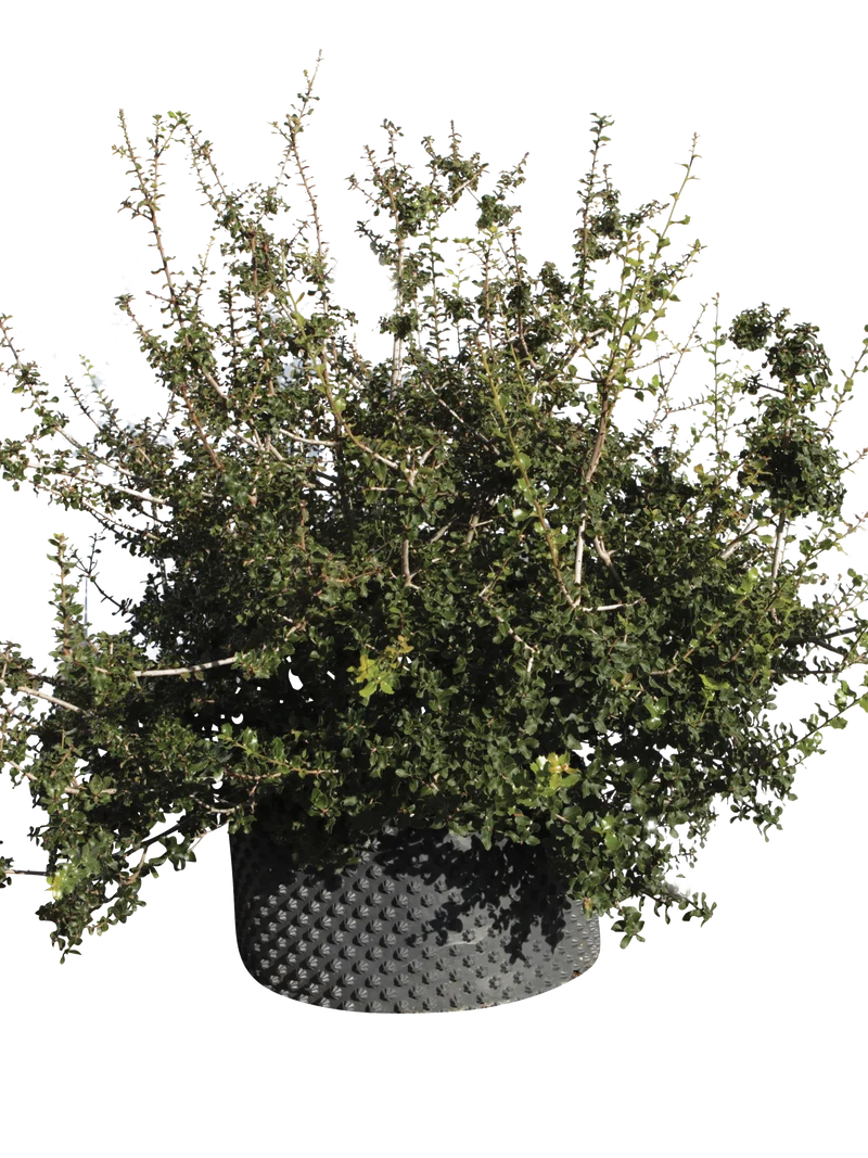 Quercus coccifera - Flatpot