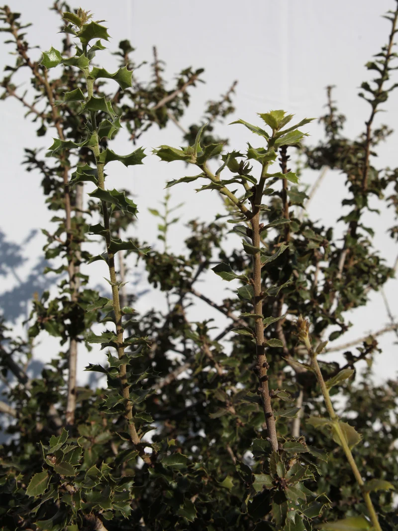 Quercus coccifera - Flatpot