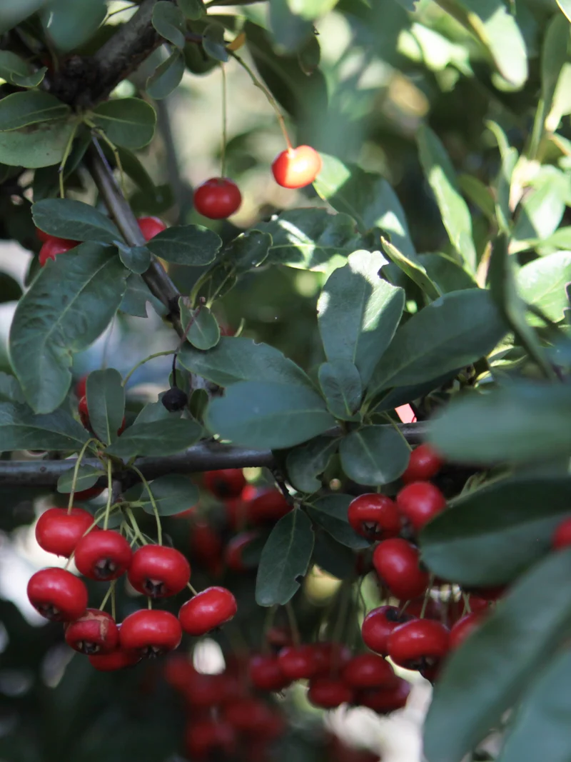 Pyracantha coccinea 'Ventoux Red' - Flatpot
