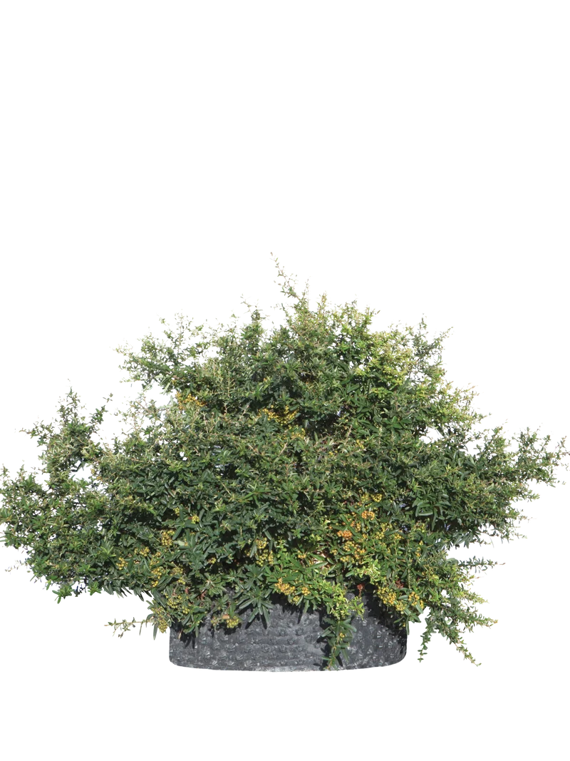 Pyracantha x 'Navaho' - Flatpot