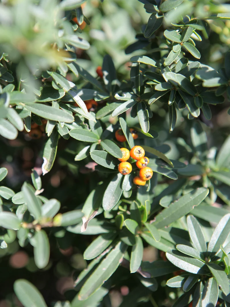 Pyracantha x 'Navaho' - Flatpot