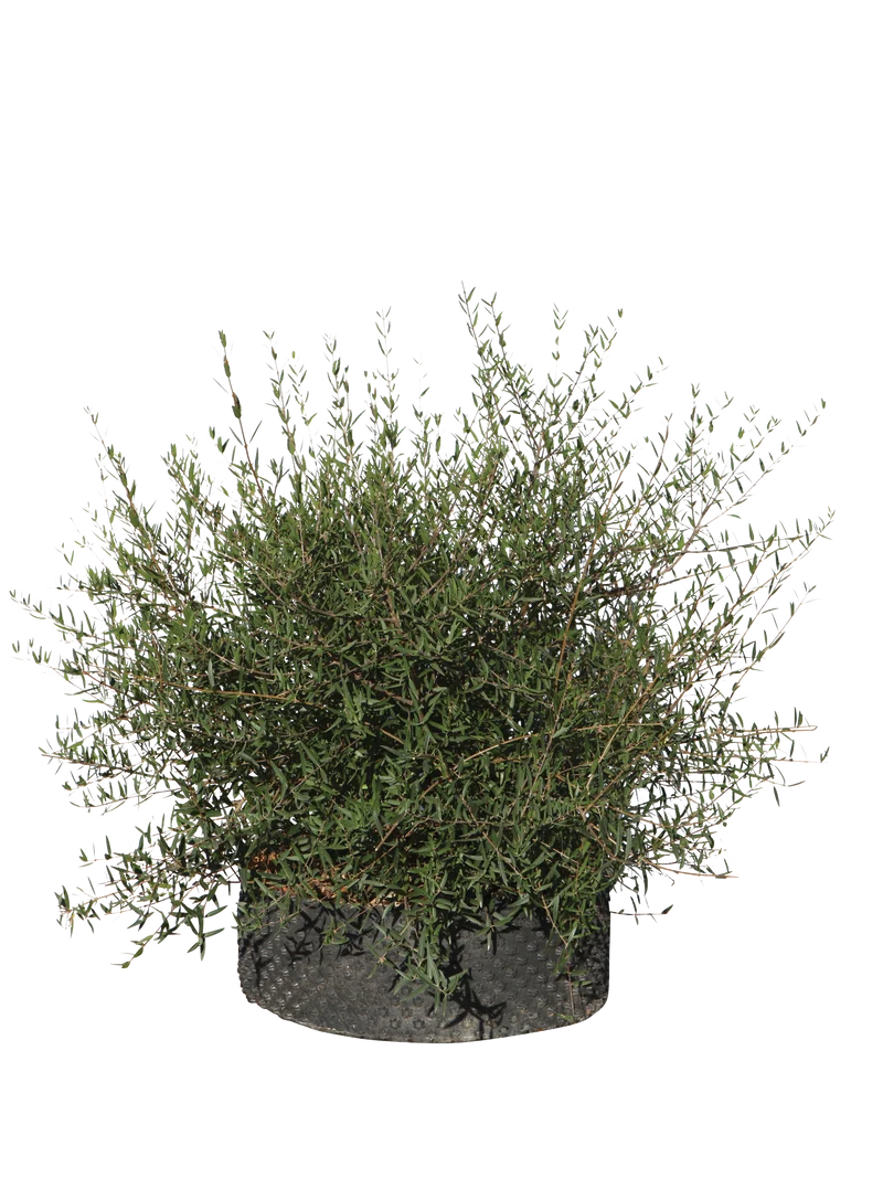 Phillyrea angustifolia - Flatpot