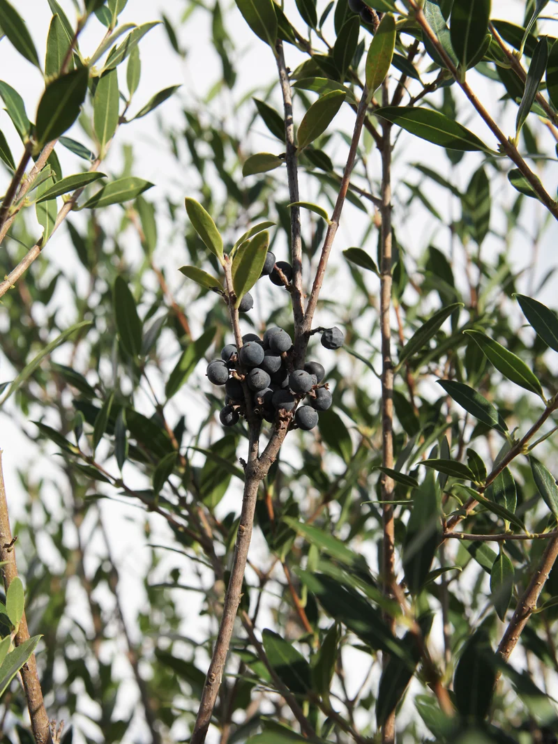 Phillyrea angustifolia - Flatpot