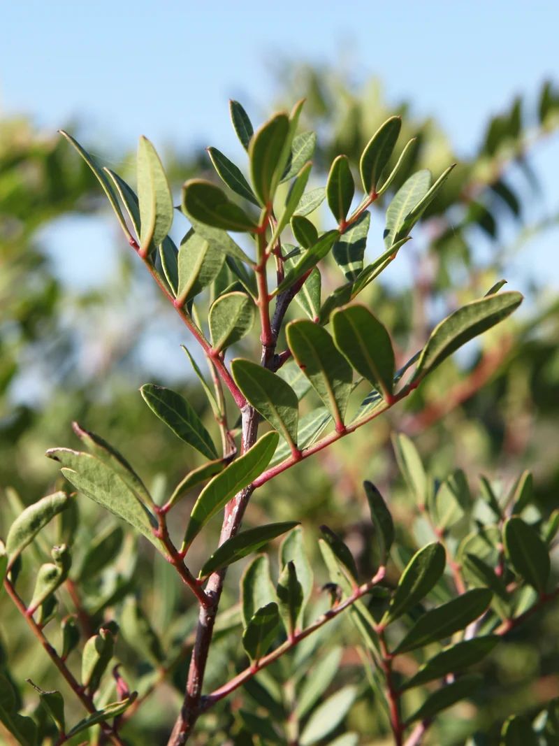 Pistacia lentiscus - Flatpot