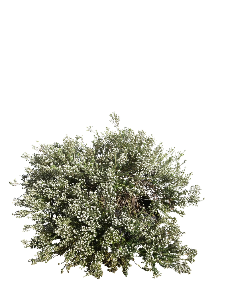 Phylica ericoides - Flatpot