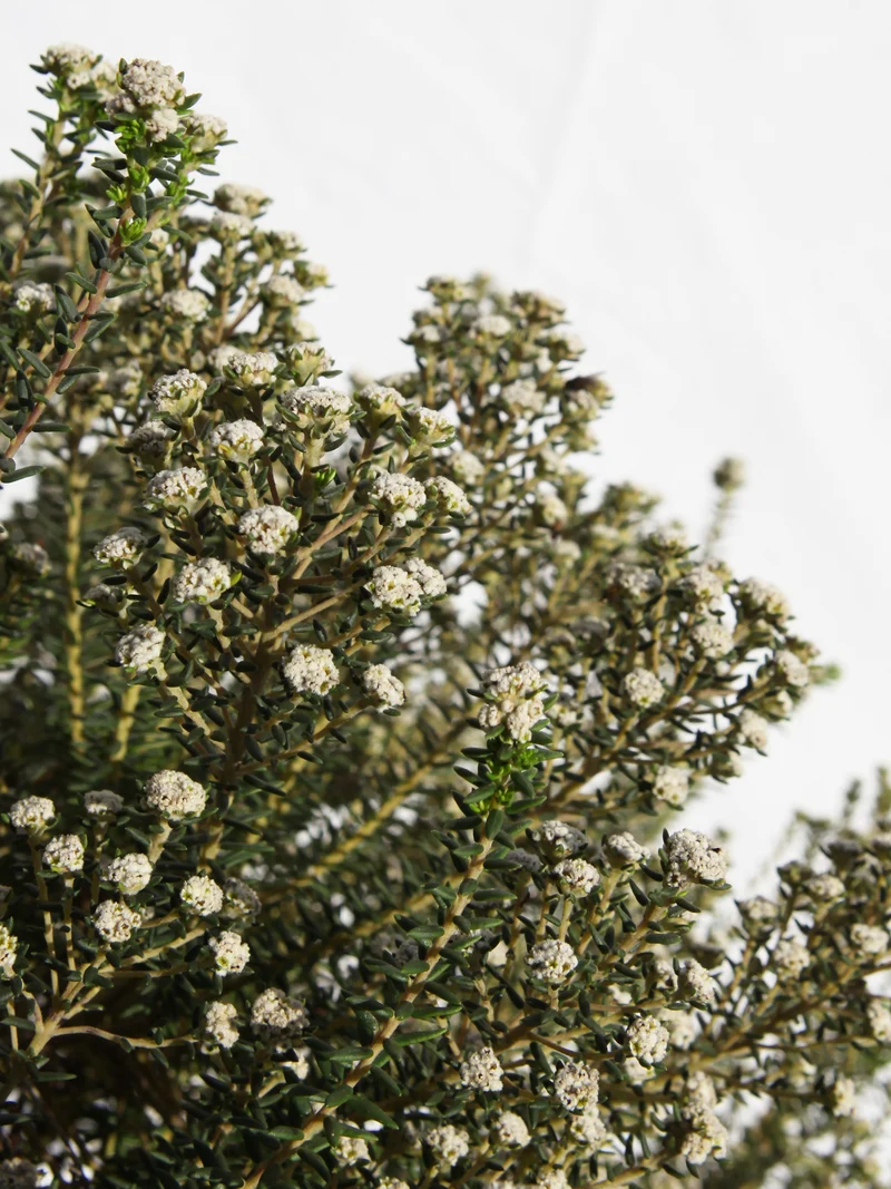 Phylica ericoides - Flatpot