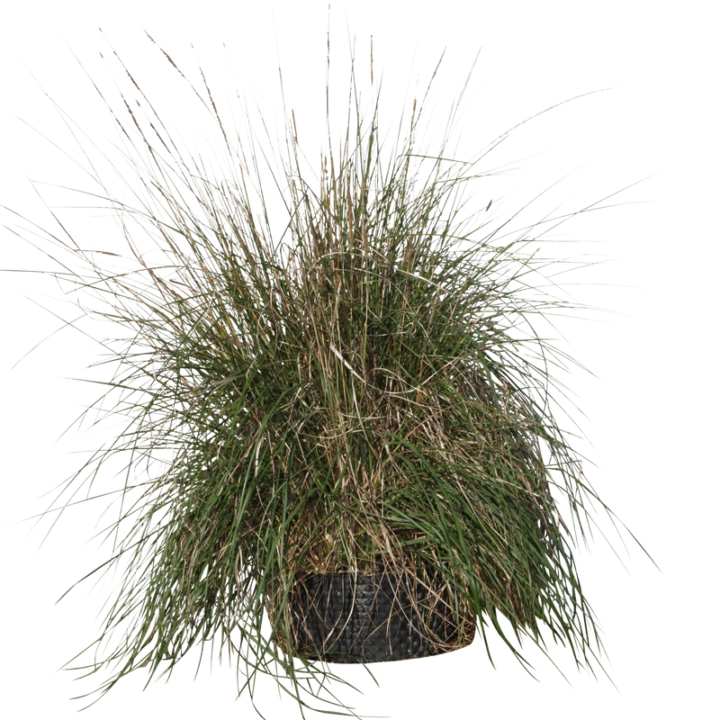 Pennisetum setaceum- Flatpot