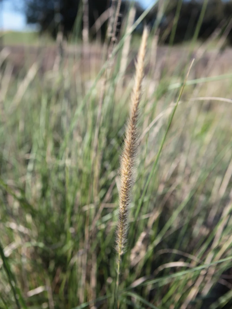Pennisetum macrorum - Flatpot