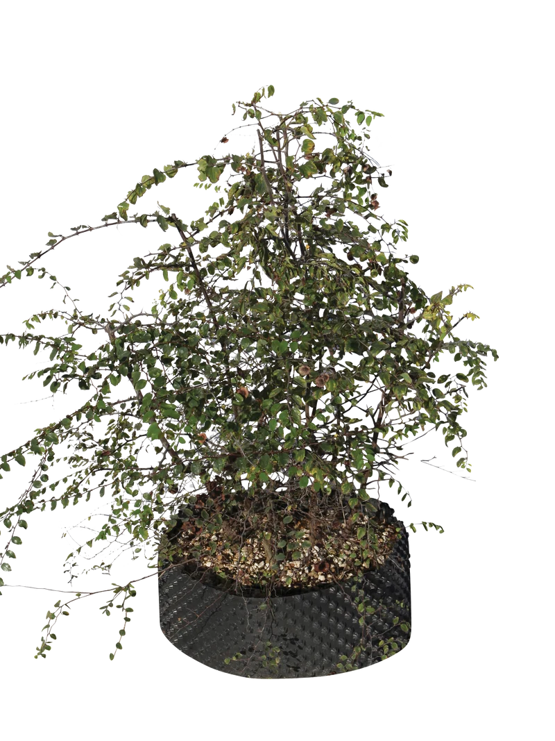 Paliurus spina-christi - Flatpot