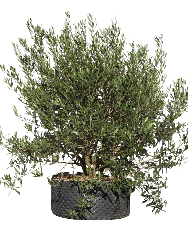 Olea europaea cipressino - Flatpot