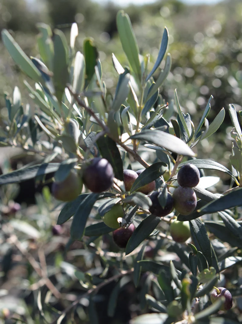 Olea europaea cipressino - Flatpot