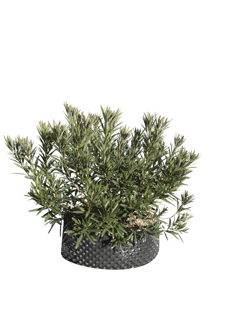 Nerium oleander ‘Maravenne’ - Flatpot