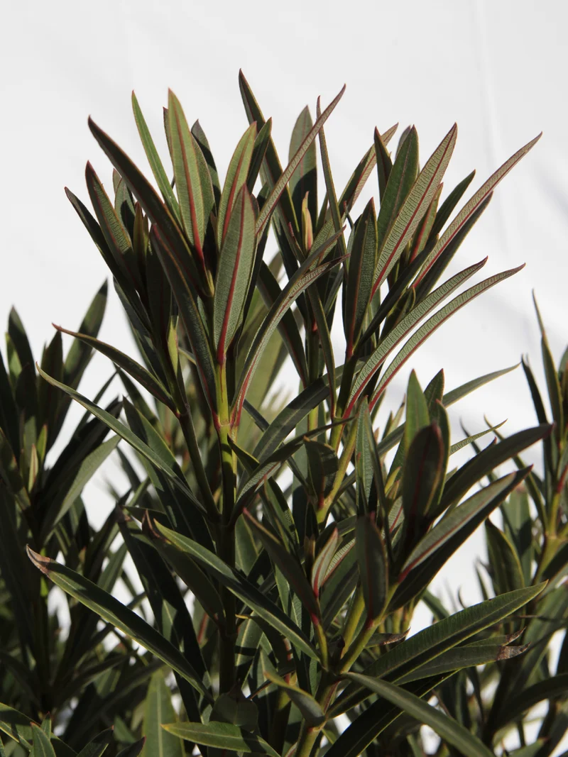 Nerium oleander ‘Maravenne’ - Flatpot