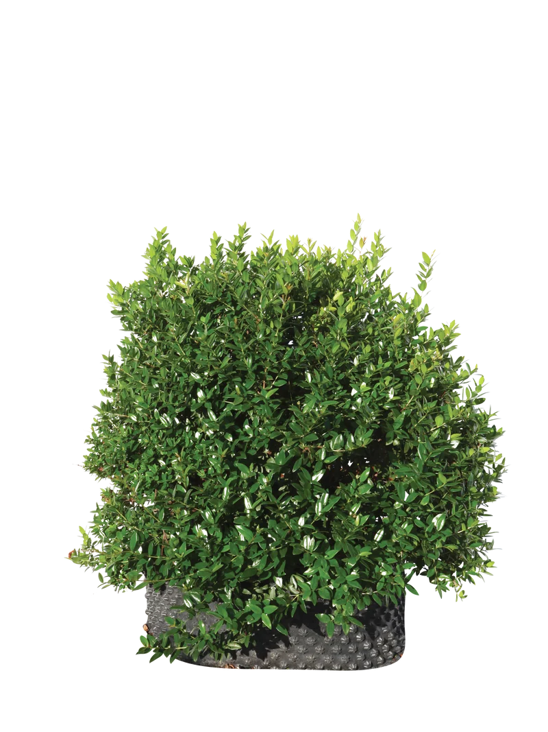 Myrtus communis - Flatpot