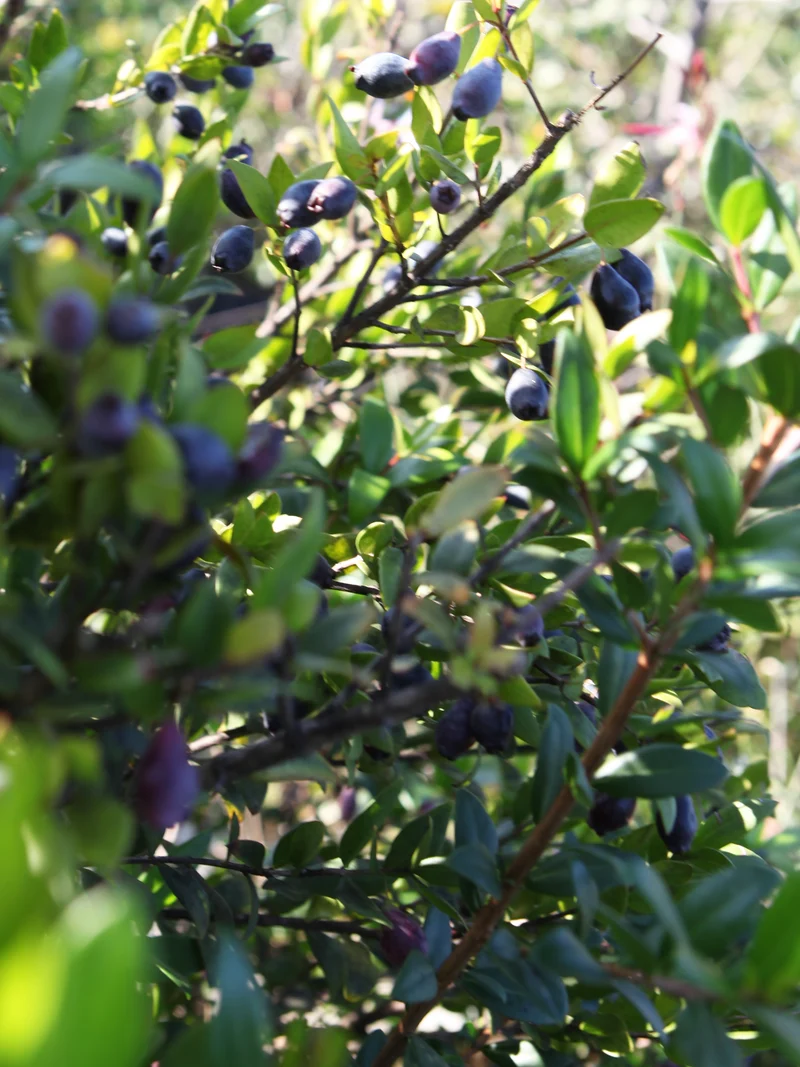 Myrtus communis - Flatpot