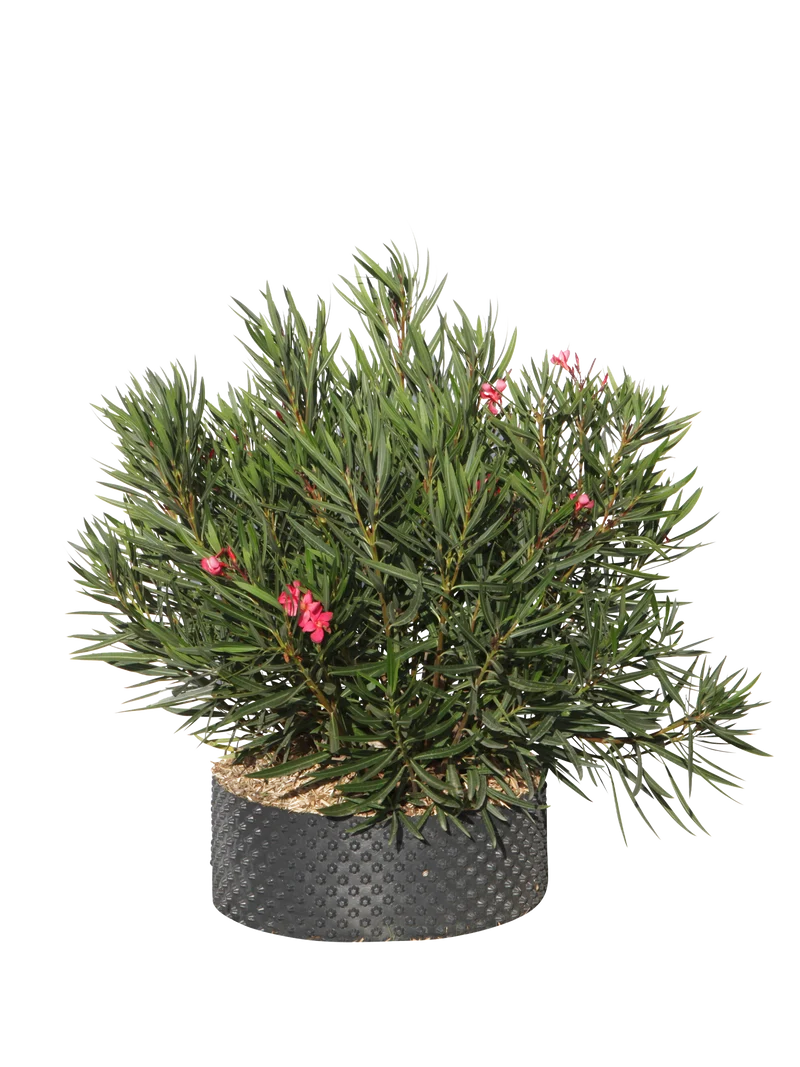 Nerium oleander Papa Gambetta - Flatpot