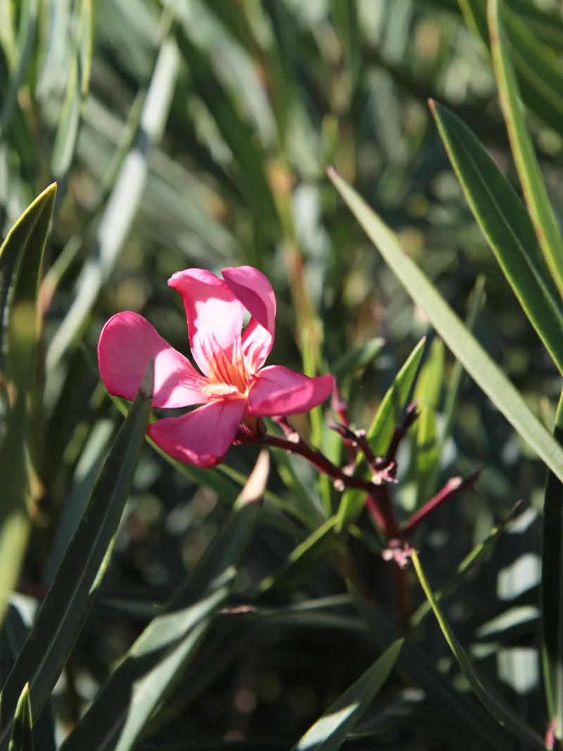 Nerium oleander Papa Gambetta - Flatpot
