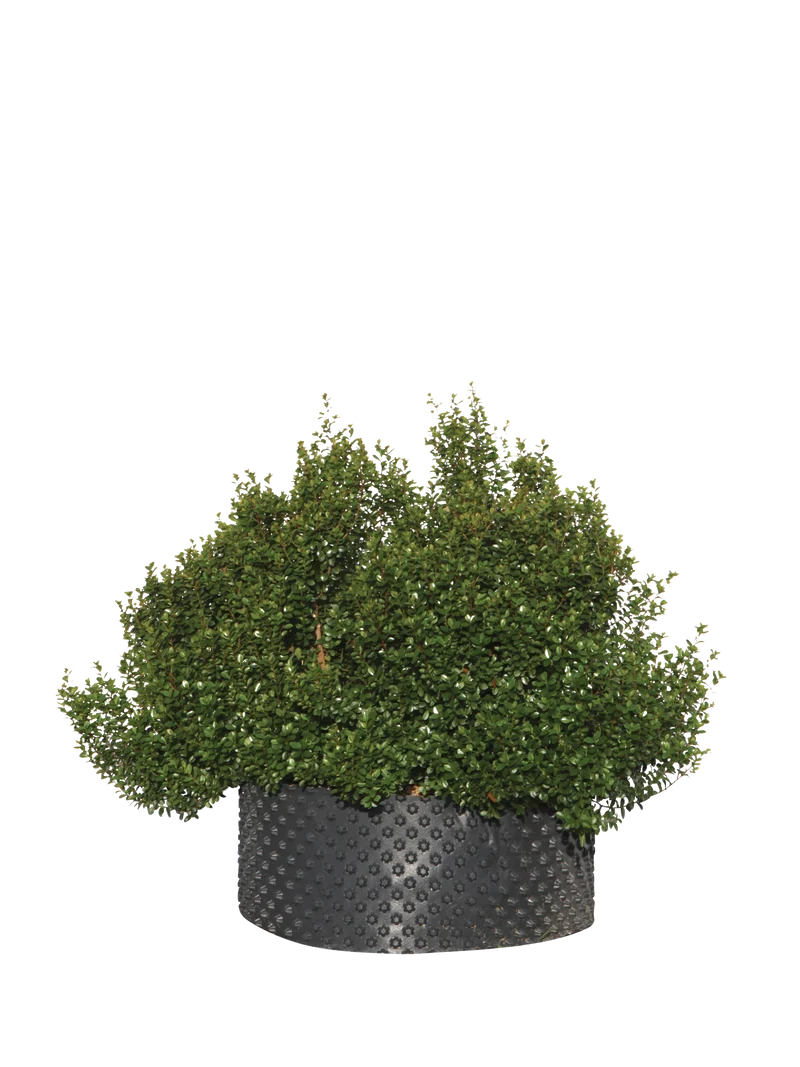 Myrsine africana - Flatpot
