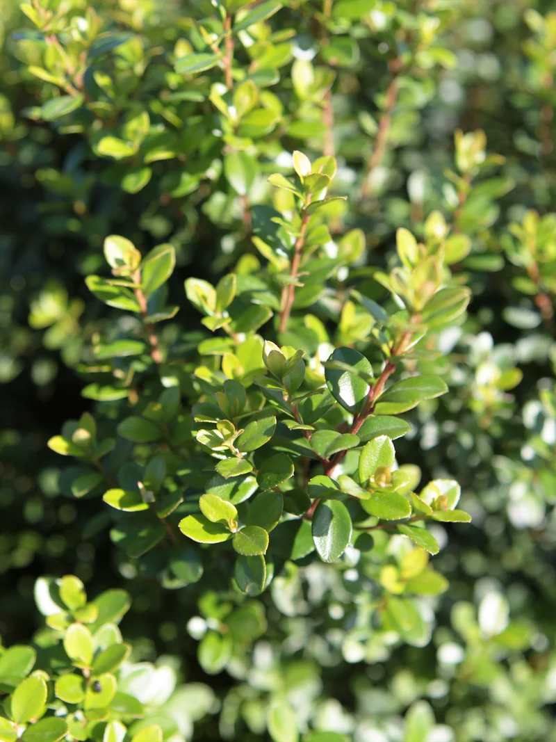Myrsine africana - Flatpot