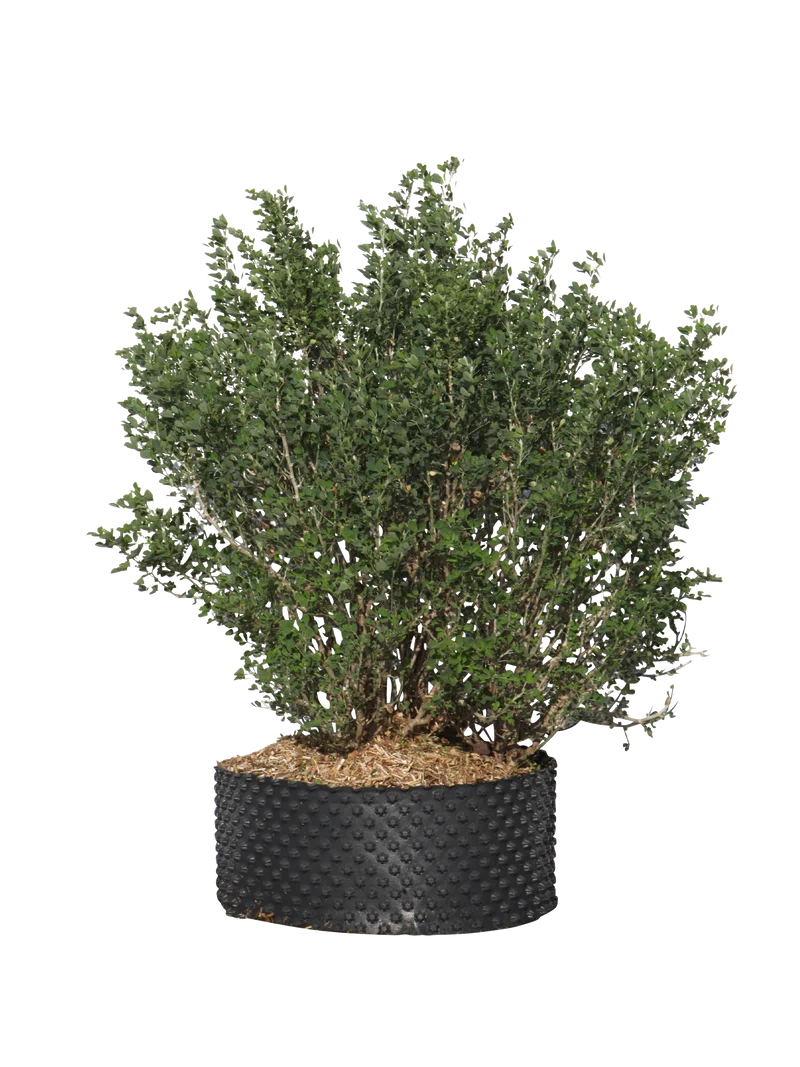 Medicago arborea - Flatpot