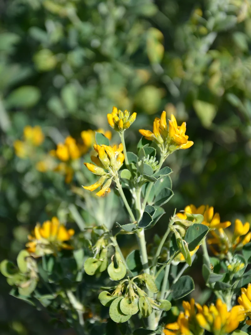 Medicago arborea - Flatpot